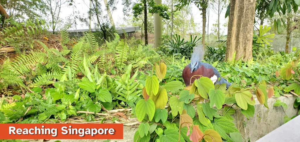 Photo of a bird in the bush