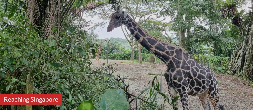 Photo Giraffe at Singapore Zoo