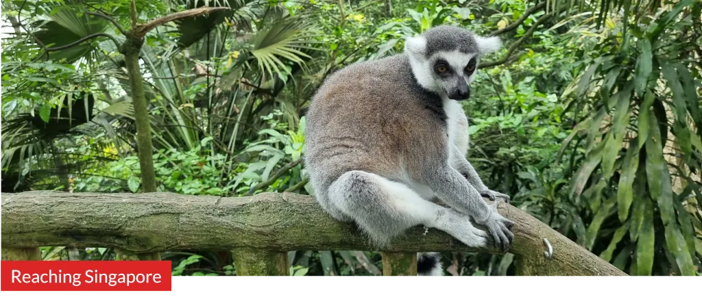 Photo Lemur at Singapore Zoo